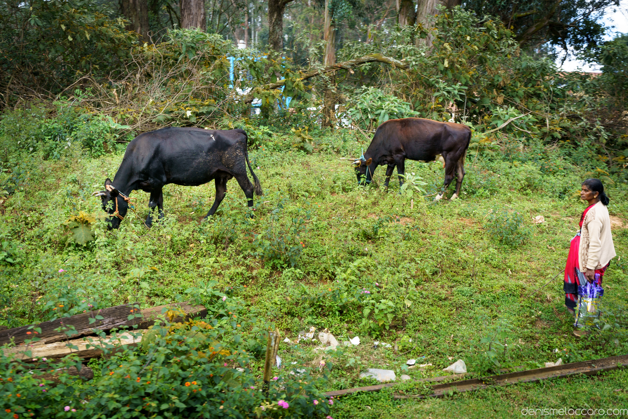 Nilgiri Mountain Railway